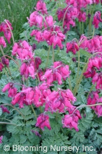 Dicentra 'King of Hearts'