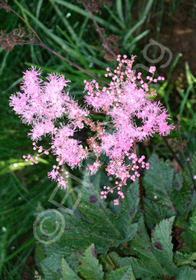 Filipendula palmata 'Kakome'