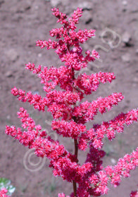 Astilbe x japonica 'Vesuvius'