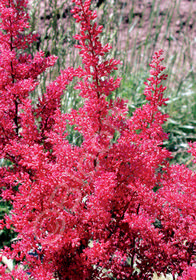 Astilbe simplicifolia 'Aphrodite'                 