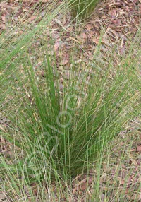 Stipa lessingiana 'Capriccio'