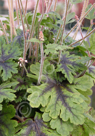 Tiarella 'Neon Lights'