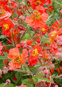 Geum x 'Sangria'