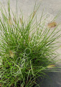 Pennisetum alopecuroides 'Piglet'