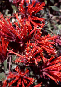 Monardella macrantha 'Marian Simpson'