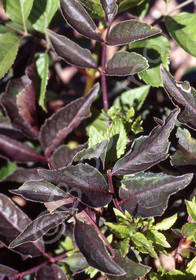 Sambucus nigra 'Thundercloud'