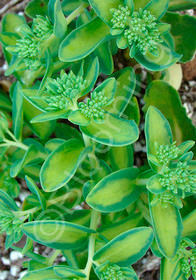 Sedum  Autumn Delight 'Beka'