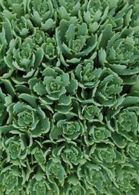 Sedum x 'Thundercloud'