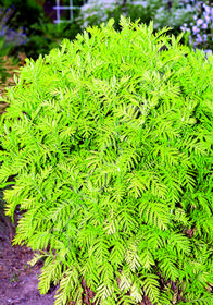 Tanacetum vulgare 'Isla Gold'