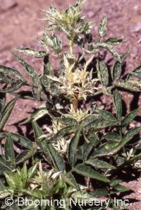Sambucus nigra 'Pulverulenta'           