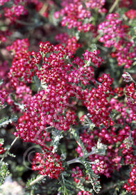 Achillea millefolium 'Summerwine'