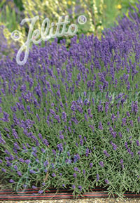 Lavandula angustifolia 'Hidcote Blue'