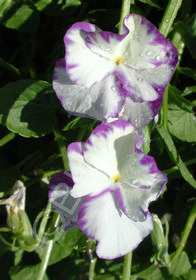 Viola 'Rebecca'