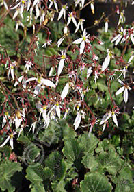 Saxifraga stolonifera 'Maroon Beauty'