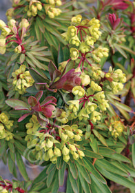 Euphorbia x martinii 'Redwing'