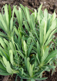 Euphorbia characias 'Bruce's Dwarf'