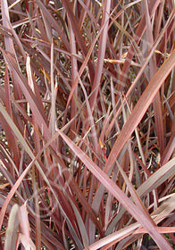 Phormium 'Red Sparklers'