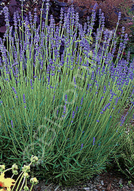 Lavandula angustifolia 'Violet Intrigue'