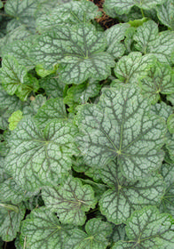 Heuchera americana 'Green Spice'