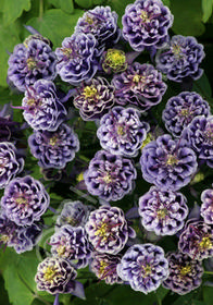 Aquilegia vulgaris 'Winky Double Dark Blue-White'