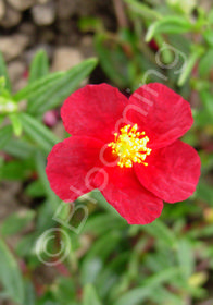 Helianthemum 'Mesa Wine'