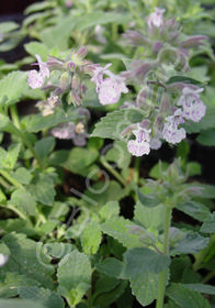 Nepeta 'Pink Pixie'