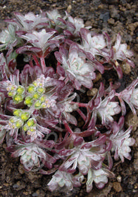 Sedum spathulifolium 'Carnea'