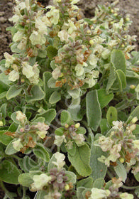 Stachys chrysantha