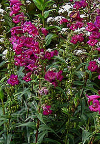 Penstemon  'Enor'