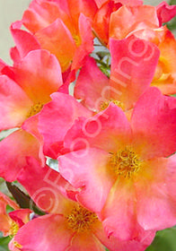Rosa 'Morning Colors'