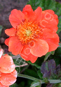 Geum 'Pumpkin'