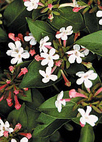 Abelia mosanensis