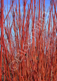 Cornus sericea 'Cardinal'