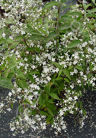 Deutzia setchuenensis corymbiflora