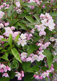 Deutzia x 'Kalmiiflora'