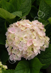 Hydrangea macrophylla 'Frillibet'