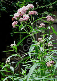 Asclepias incarnata 'Cinderella'