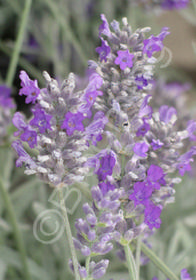 Lavandula lanata 'Silver Frost'