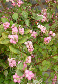 Symphoricarpos x doorenboseii 'Amethyst'