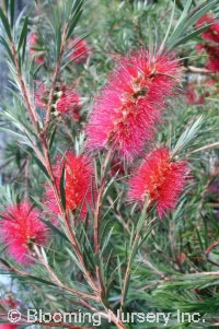 Callistemon subulatus                             