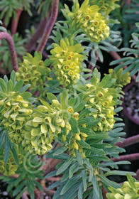 Euphorbia characias ssp. wulfenii 'John Tomlinson'