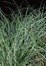 Carex flagellifera 'Kiwi'