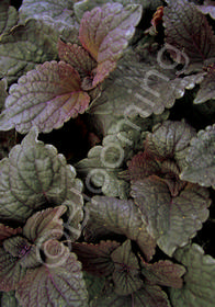 Coleus (Solenostemon) 'Dark Chocolate'