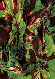 Coleus 'Kong Mosaic'  