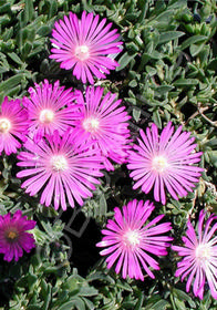 Delosperma cooperi Table Mountain' (J Profitt)