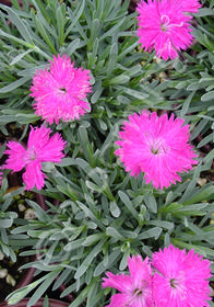 Dianthus 'Neon Star'