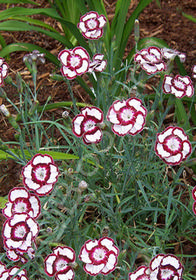 Dianthus 'Raspberry Swirl' ('Devon Siskin')