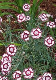 Dianthus  'Raspberry Swirl' ('Devon Siskin')