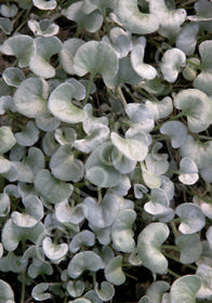 Dichondra argentea 'Silver Falls'