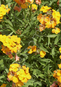 Erysimum perovskianum 'Gold Rush'